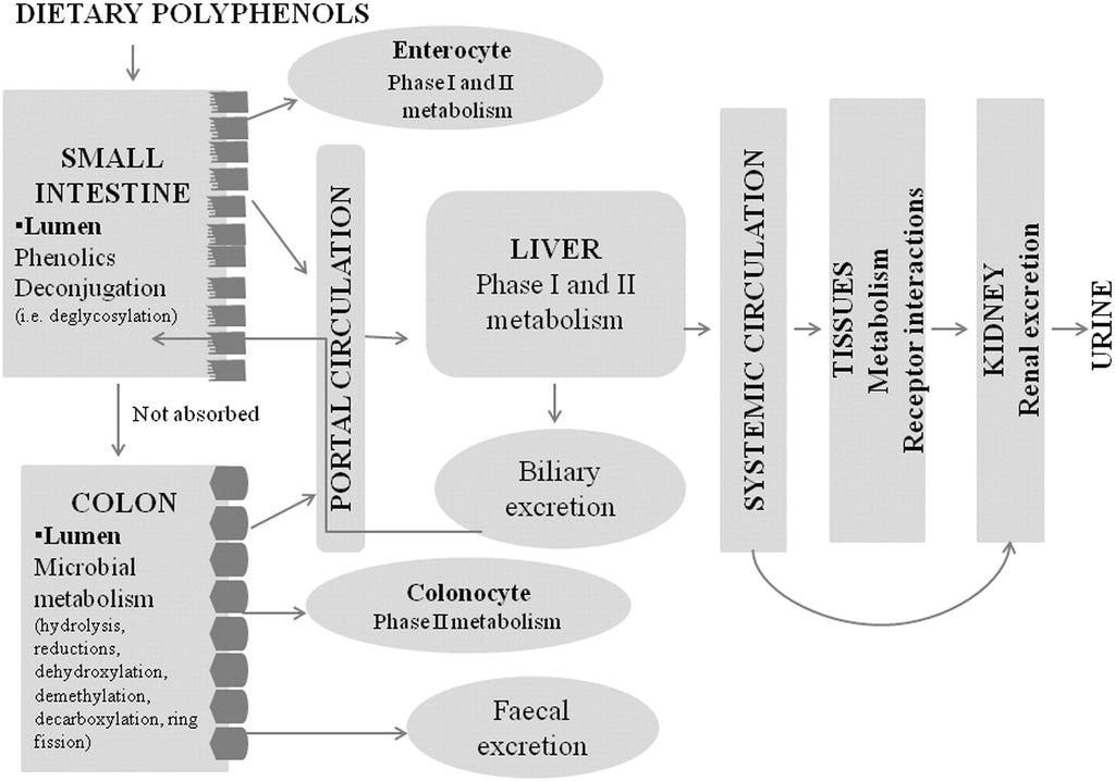 Health Benefits of Polyphenols