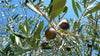 Climate change is impacting olive yields