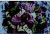 Beetroot, Grilled Lamb & Haloumi salad